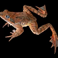 Close Up Of Brown Spotted Frog With Webbed Feet On Black Background