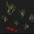 Various Sizes Snake Plant Display For Indoor Green Decor Arrangement Setup