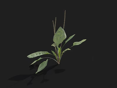 Green Leafy Plant With Long Stems And Spike Like Flowers On Black Background 3d model