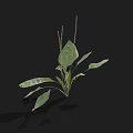 Green Leafy Plant With Long Stems And Spike Like Flowers On Black Background