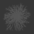 Tall Mature Arbor Tree with Bare Branches and Thick Trunk Against Dark Background