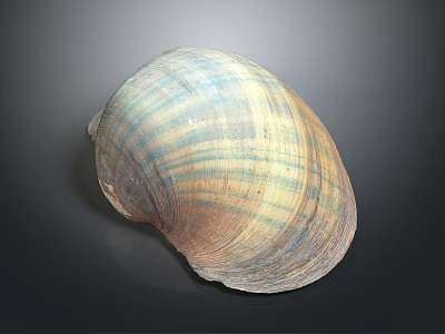 Large Vibrant Striped Clam Shell With Natural Texture On Dark Background Surface 3d model