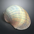 Large Vibrant Striped Clam Shell With Natural Texture On Dark Background Surface 3d model