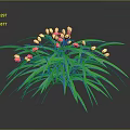 Lush Green Plant With Long Leaves And Clusters Of Small Yellow Red Flowers
