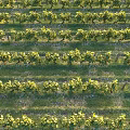 Aerial View Of Sunlit Vineyard Landscape With Neatly Arranged Rows Of Green Vines