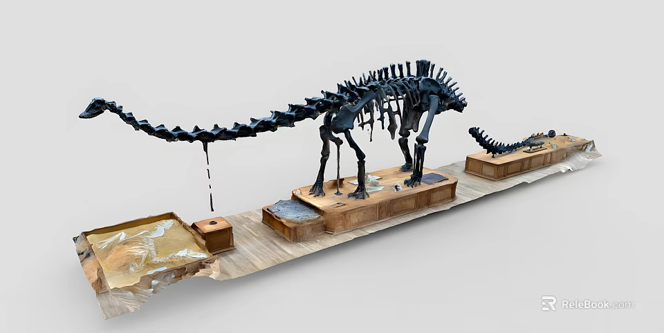 Public Museum Exhibition Space With Dinosaur Skeleton And Display Platforms 3d model