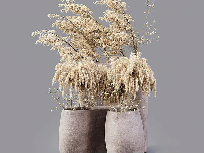 Dried Pampas Grass Arrangement In Gray Clay Vases For Home Decor 3d model