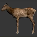 Brown Fawn With White Spots Standing On Black Background Showing Reflection