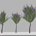 Three Decorative Arbor Trees With Purple Flowers Green Leaves And Shadows On White Background