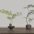 Two Lush Green Bonsai Plants With Elegant Foliage In Stylish Planters On Wooden Floor