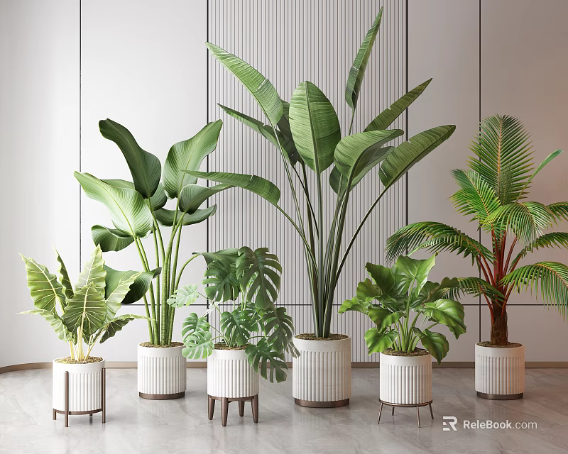 Indoor Potted Plants With Various Green Leaves In White Planters And Small Stools 3d model 