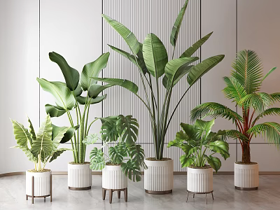 Indoor Potted Plants With Various Green Leaves In White Planters And Small Stools 3d model