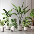 Indoor Potted Plants With Various Green Leaves In White Planters And Small Stools