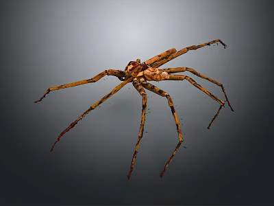 Brown Spider With Long Legs Isolated On Gray Background Detailed View 3d model