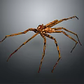 Brown Spider With Long Legs Isolated On Gray Background Detailed View