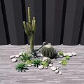 Tall Cactus And Barrel Cactus With Small Stones Green Plants On Gray Wooden Floor