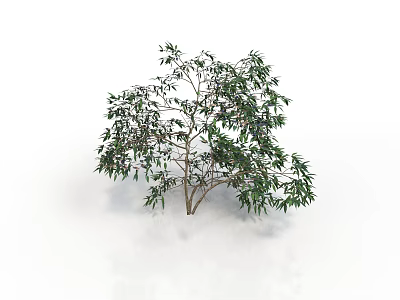 Green Tree With Multiple Branches And Lush Green Leaves On White Background 3d model