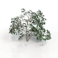 Green Tree With Multiple Branches And Lush Green Leaves On White Background 3d model