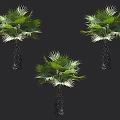 Three Tropical Palm Trees With Lush Green Leaves And Dark Textured Trunks