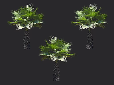 Three Tropical Palm Trees With Lush Green Leaves And Dark Textured Trunks 3d model