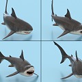 Shark with Bound and Animated Megalodon Shark Great White Shark 3d model