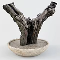 Bonsai Tree With Textured Twisted Trunk In Wavy Edge Pot And Sandy Soil