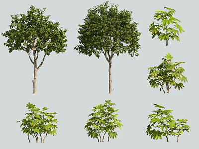 Various Types Of Arboreal Trees With Green Foliage And Different Crown Shapes 3d model