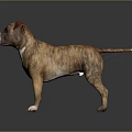 Brown And White Brindle Dog Standing On Dark Background With Shiny Fur