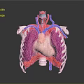Human Anatomy Medical Device Model with Heart Lungs and Vascular Structures