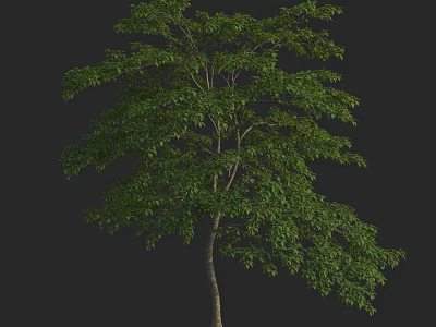 Lush Green Arbor With Dense Foliage And Straight Trunk Structure 3d model