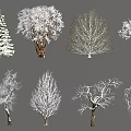 Diverse Snow Covered Trees In Different Winter Forms And Natural Landscapes