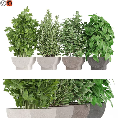 Garden Decor Display Of Fresh Herb Plants In Stylish Concrete Planters 3d model