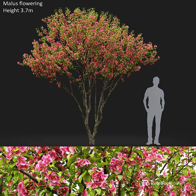 Pink Flowering Tree And Pink Flowers As Garden Ornamental Piece With Human Figure For Scale 3d model 