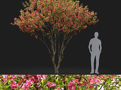 Pink Flowering Tree And Pink Flowers As Garden Ornamental Piece With Human Figure For Scale 3d model