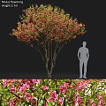 Pink Flowering Tree And Pink Flowers As Garden Ornamental Piece With Human Figure For Scale