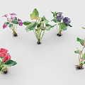 Colorful Potted Plants With Green Leaves And Pink Purple Red Flowers