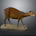 Realistic Brown Small Deer Taxidermy Mount On Stone Base In Dark Background