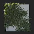 Lush Climbing Vine With Green Leaves Covering White Wall And Natural Growth