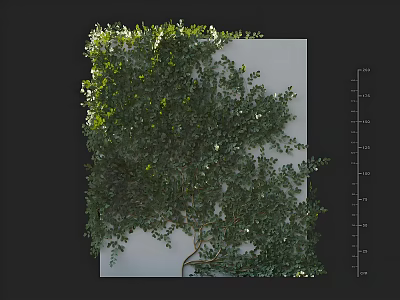 Lush Climbing Vine With Green Leaves Covering White Wall And Natural Growth 3d model