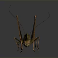 Detailed Green Grasshopper With Long Antennae Legs And Reflection On Dark Background
