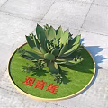 Lush Guanyinlian Plant With Green Leaves On Circular Grass Lawn Base