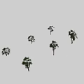Different Types Of Arbor Trees With Green Leaves And Tall Trunks In Various Forms
