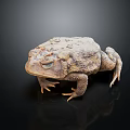 3D Rendered Reptile Toad With Detailed Skin Texture Standing On Black Background With Reflection