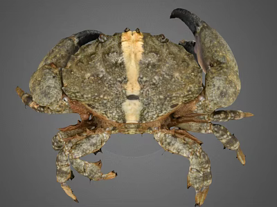 Close Up View Of Brown Crab With Hard Textured Shell And Large Claws 3d model