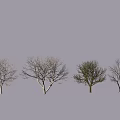 Different Form Arbor Trees With Sparse Foliage And Bare Branches For Landscaping 3d model