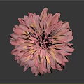 Pink Dahlia Flower With Vibrant Petals In Full Bloom Against Gray Background