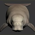 Pink Dugong as Aquatic Animal on a Dark Background with Reflective Surface