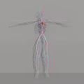 Medical Device 3D Anatomical Model Showing Human Vascular System With Detailed Arteries And Veins