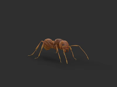 Ant Insect Animated Character Game Assets 3d model