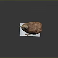 Detailed Brown Kiwi Bird Sculpture With Long Beak Standing On White Base